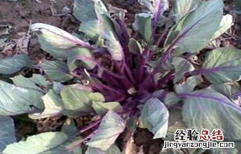 红菜苔不抽薹是什么原因呢 红菜苔不抽薹是什么原因