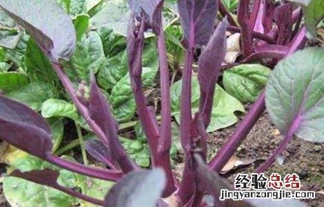 红菜苔不抽薹是什么原因呢 红菜苔不抽薹是什么原因