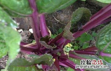 红菜苔不抽薹是什么原因呢 红菜苔不抽薹是什么原因
