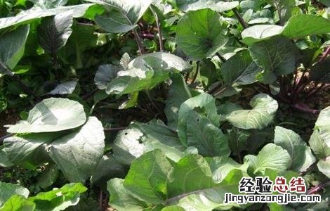 红菜苔不抽薹是什么原因呢 红菜苔不抽薹是什么原因