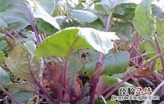红菜苔不抽薹是什么原因呢 红菜苔不抽薹是什么原因