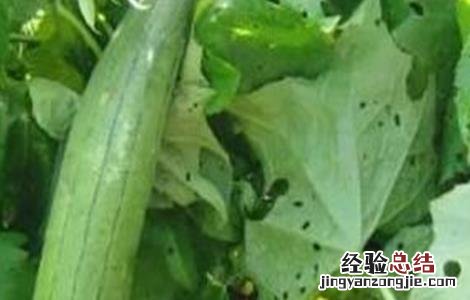 丝瓜烂瓜是什么原因 丝瓜烂蔓原因及预防措施
