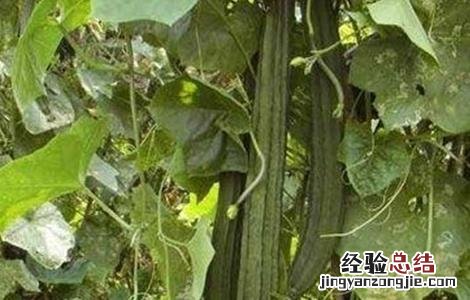 丝瓜烂瓜是什么原因 丝瓜烂蔓原因及预防措施