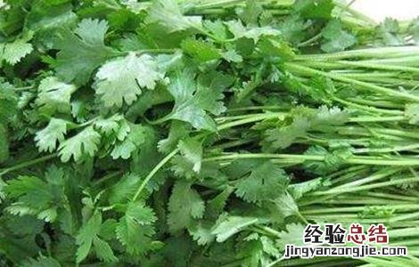 10月适合种植的蔬菜 十月适合种植的蔬菜有哪些