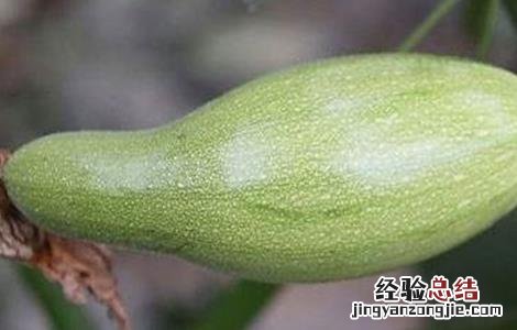 大棚西葫芦不膨瓜原因及解决方法 大棚西葫芦不膨瓜原因及解决方法图片