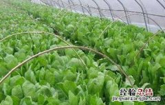 越冬莴苣种植技巧图解 越冬莴苣种植技巧