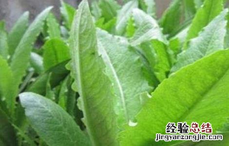 越冬莴苣种植技巧图解 越冬莴苣种植技巧