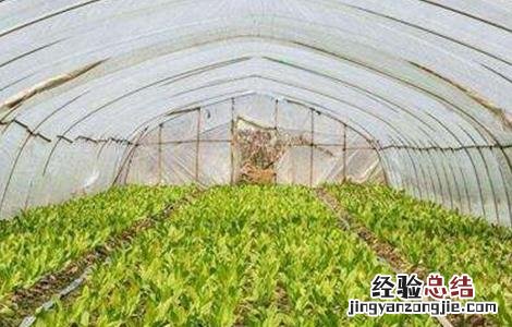 越冬莴苣种植技巧图解 越冬莴苣种植技巧