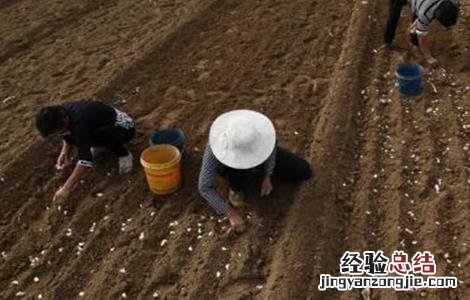大蒜种植蒜种选择及处理方法图片 大蒜种植蒜种选择及处理方法