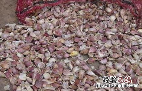 大蒜种植蒜种选择及处理方法图片 大蒜种植蒜种选择及处理方法