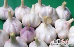 大蒜种植蒜种选择及处理方法图片 大蒜种植蒜种选择及处理方法