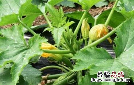 西葫芦花打顶原因及防治措施 西葫芦花打顶原因及防治措施视频