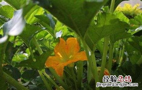 西葫芦花打顶原因及防治措施 西葫芦花打顶原因及防治措施视频