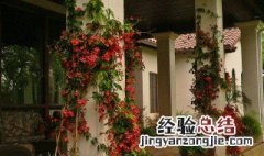 别墅窗前适合种什么花 别墅窗前适合种什么花对风水好