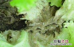 蔬菜苗期沤根的原因及防治 生菜沤根原因及防治措施