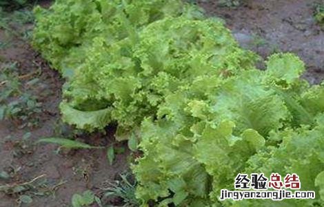 蔬菜苗期沤根的原因及防治 生菜沤根原因及防治措施