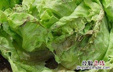 蔬菜苗期沤根的原因及防治 生菜沤根原因及防治措施