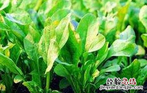 怎样种秋波菜 秋波菜安全越冬技巧