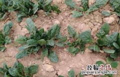 怎样种秋波菜 秋波菜安全越冬技巧