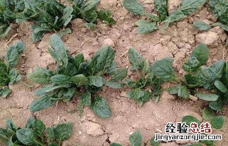 怎样种秋波菜 秋波菜安全越冬技巧