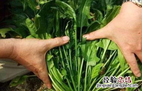 怎样种秋波菜 秋波菜安全越冬技巧