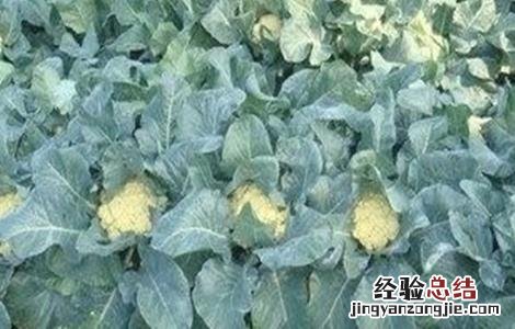花椰菜种植注意事项和禁忌 花椰菜种植注意事项