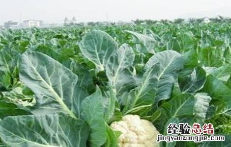 花椰菜种植注意事项和禁忌 花椰菜种植注意事项