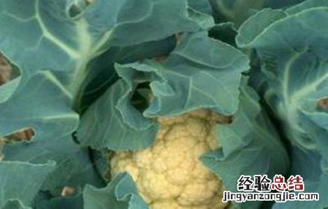 花椰菜种植注意事项和禁忌 花椰菜种植注意事项