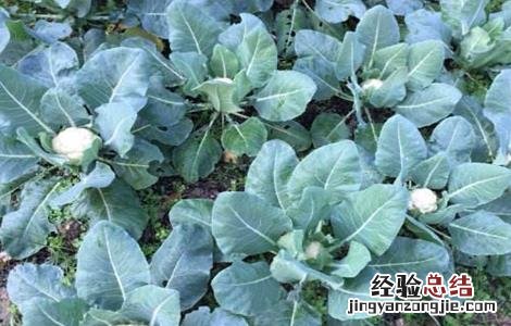 花椰菜种植注意事项和禁忌 花椰菜种植注意事项