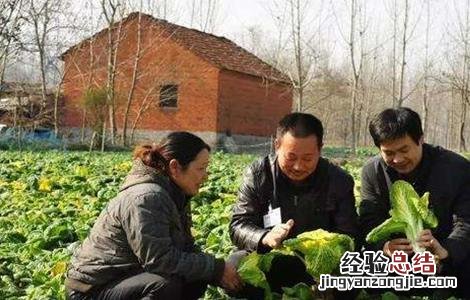 黄心菜种植时间和方法 黄心菜种植时间和方法用肥量
