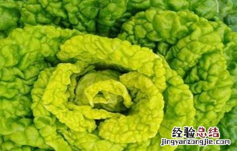 黄心菜种植时间和方法 黄心菜种植时间和方法用肥量