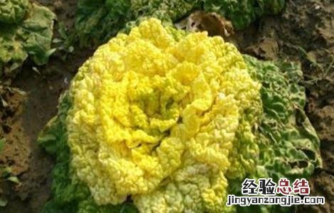 黄心菜种植时间和方法 黄心菜种植时间和方法用肥量