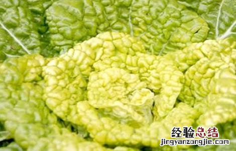 黄心菜种植时间和方法 黄心菜种植时间和方法用肥量