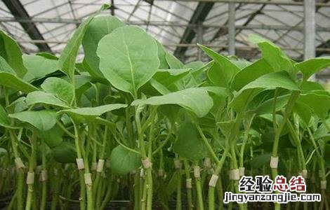 嫁接茄子苗的管理方法 茄子嫁接苗管理技术
