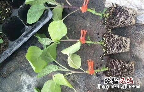 嫁接茄子苗的管理方法 茄子嫁接苗管理技术