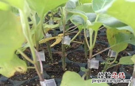嫁接茄子苗的管理方法 茄子嫁接苗管理技术