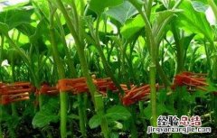 嫁接茄子苗的管理方法 茄子嫁接苗管理技术