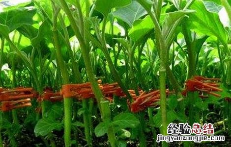 嫁接茄子苗的管理方法 茄子嫁接苗管理技术