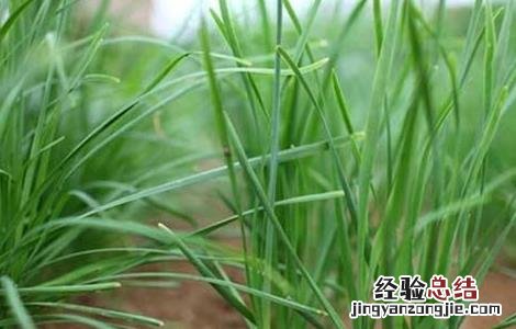 韭菜生长越来越细怎么办 韭菜怎样种越来越粗