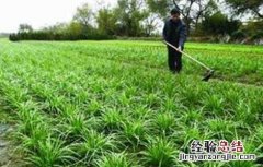 韭菜生长越来越细怎么办 韭菜怎样种越来越粗