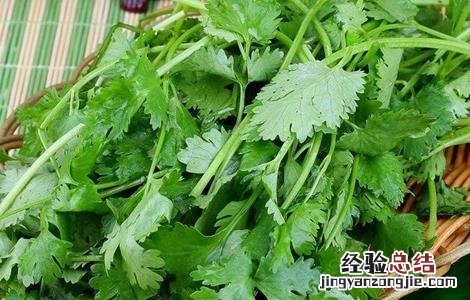 秋天种什么蔬菜有哪些 秋天种什么蔬菜