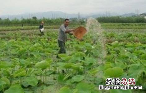 种植莲藕怎样施肥 种植莲藕怎么施肥