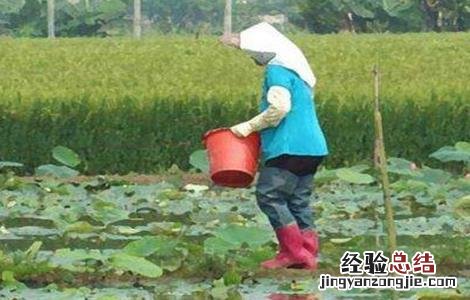 种植莲藕怎样施肥 种植莲藕怎么施肥