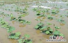 种植莲藕怎样施肥 种植莲藕怎么施肥