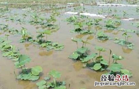 种植莲藕怎样施肥 种植莲藕怎么施肥