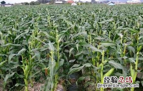 玉米贪青晚熟是增产还是减产 玉米贪青晚熟怎么办