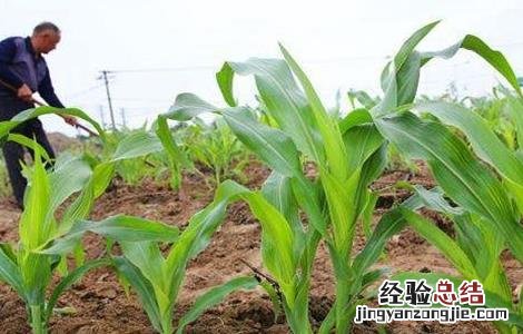玉米贪青晚熟是增产还是减产 玉米贪青晚熟怎么办