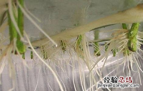 西红柿秋延后栽培技术 秋延后西红柿种植技术