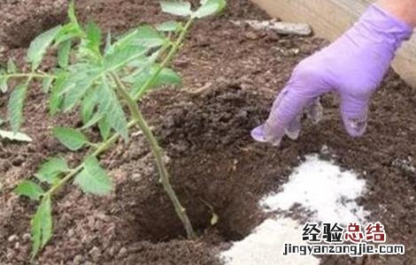 西红柿秋延后栽培技术 秋延后西红柿种植技术