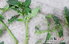 西红柿秋延后栽培技术 秋延后西红柿种植技术